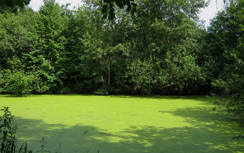 мелкие зеленые водоросли