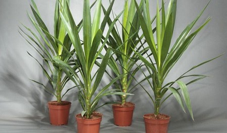 yucca_filamentosa Где купить Юкку в Украине - обзор предложений и особенностей растения