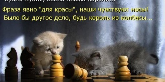 1523634180_kotomatricy-37