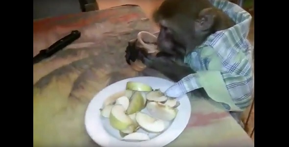 Мужчина научил обезьяну пить водку и закусывать (видеофакт)