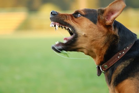 Как защитится от бродячих собак и не допустить укуса