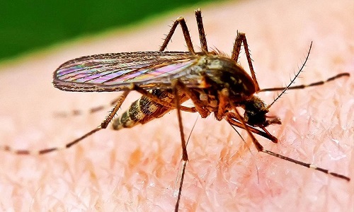 Где купить эффективный отпугиватель от комаров в Украине
