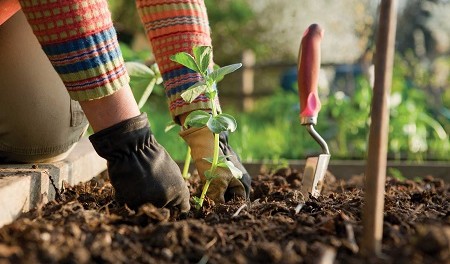 Nothing-Beets-Fall-Gardening1 Как посадить фруктовые и овощные культуры - где найти вспомогательный контент