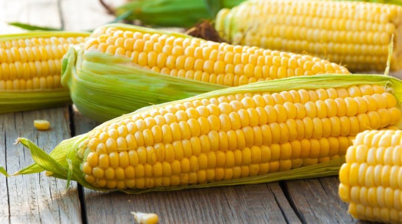Где купить семена кукурузы в Украине и от чего зависит урожай