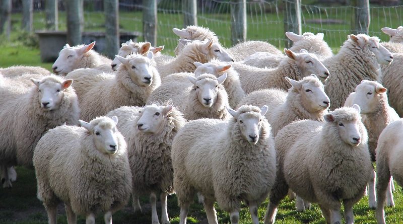 Загадка про овец и пастуха решается лишь 2% - попробуйте разгадать