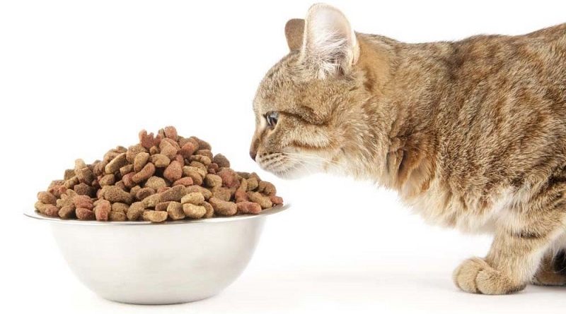 Как выбрать сухой корм для кошки в магазине Зоошара