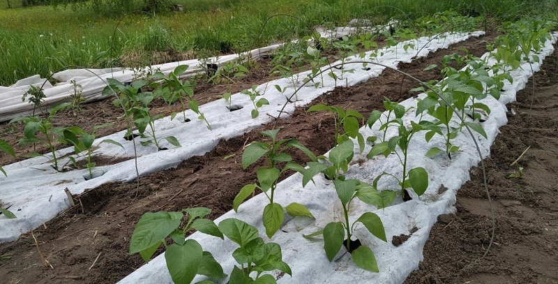 Специфика выращивания перца, капусты и салата под агроволокном
