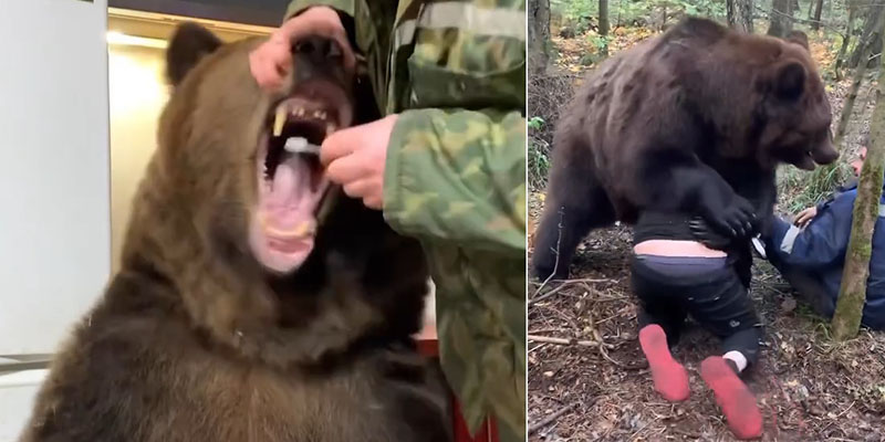 Мужчины шокировали сеть видео с медведем