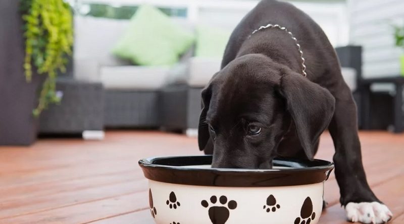 Где в Украине купить корм для собак Josi Dog по доступной цене?