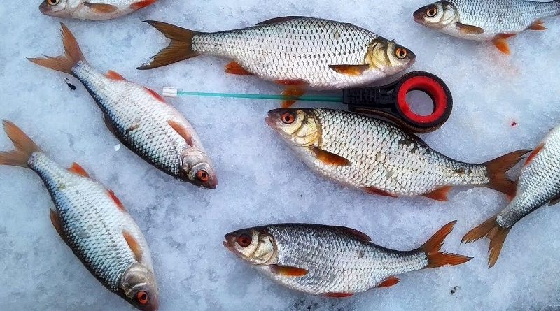 Как ловить плотву: советы для успешной рыбалки