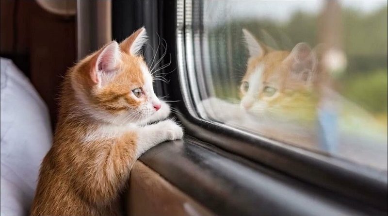 Как найти себе кота-проводника: советы для владельцев